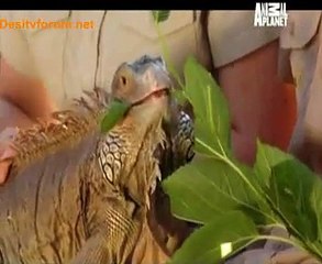 Steve Irwin Wildlife Warrior 26th June 2014 Video Watch Online