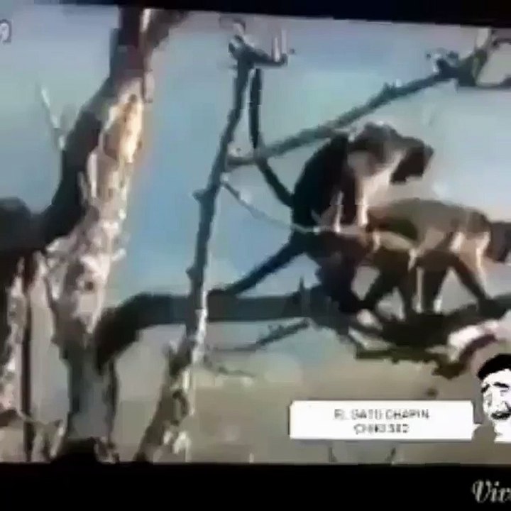 funny