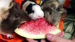 Hamsters eating watermelon