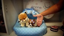 Pomeranian Puppies and Teacup Poms 2016 WE SHIP