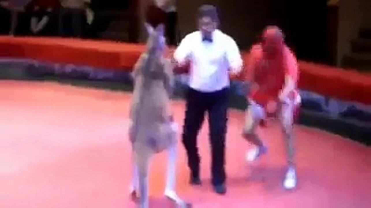 Kangaroo and man fight in a ring video Dailymotion