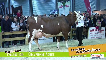 Championne Adulte Montbeliarde Prestige 2016