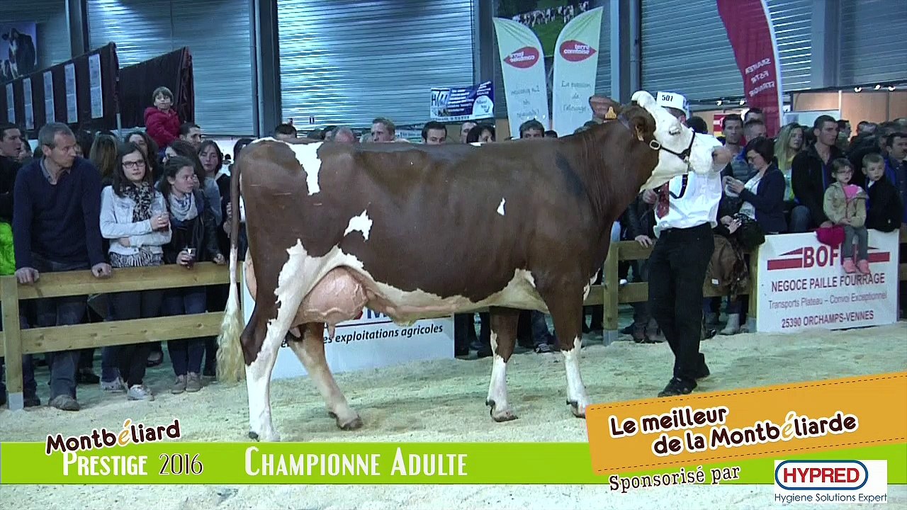 Championne Adulte Montbeliarde Prestige 2016