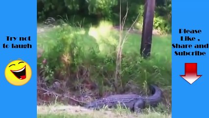 Funny Videos - When Animals Attack People - Funny Animals 2015 _ 107 Production