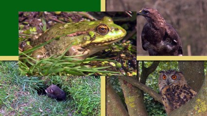 Pip the Squirrel & Friends - Playtime (Episode 4)