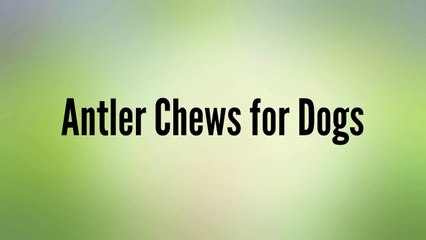Antler Chews for Dogs