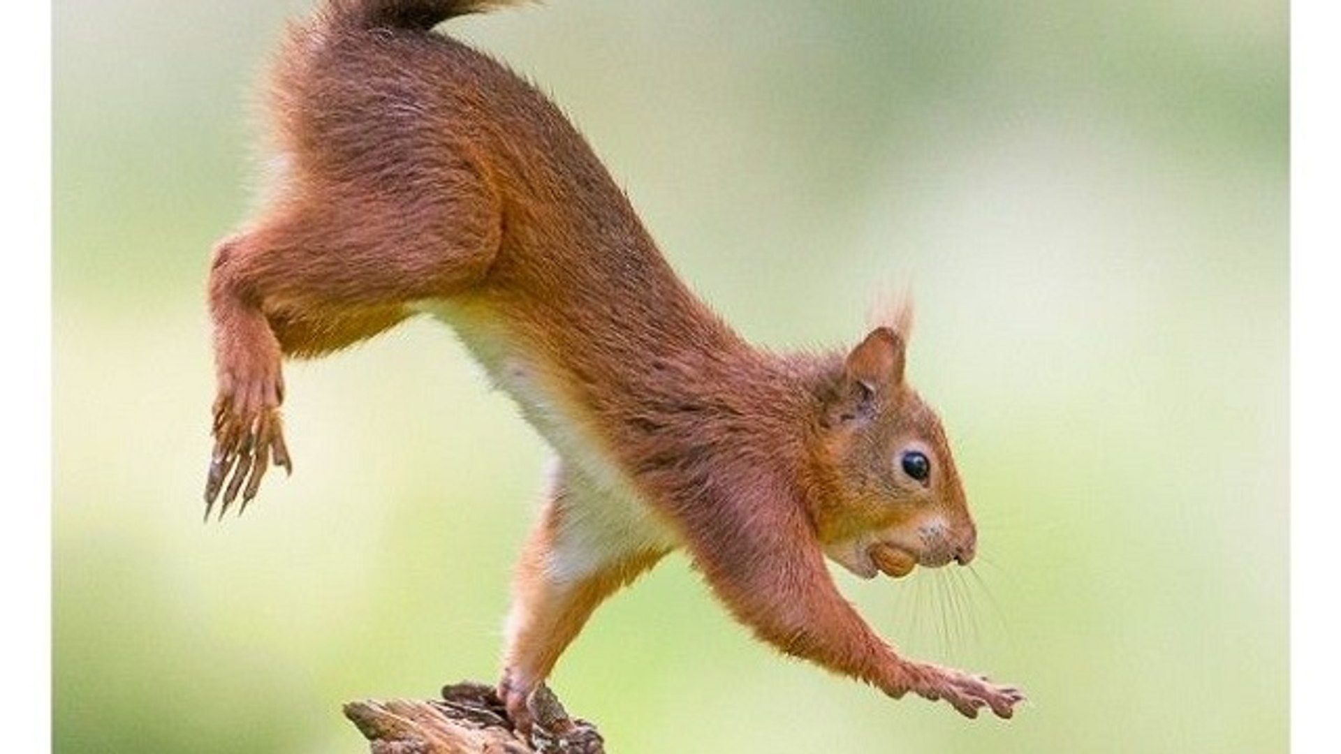 ⁣Squirrel Baby Squirrel HandStand Pushups with no Legs 2016
