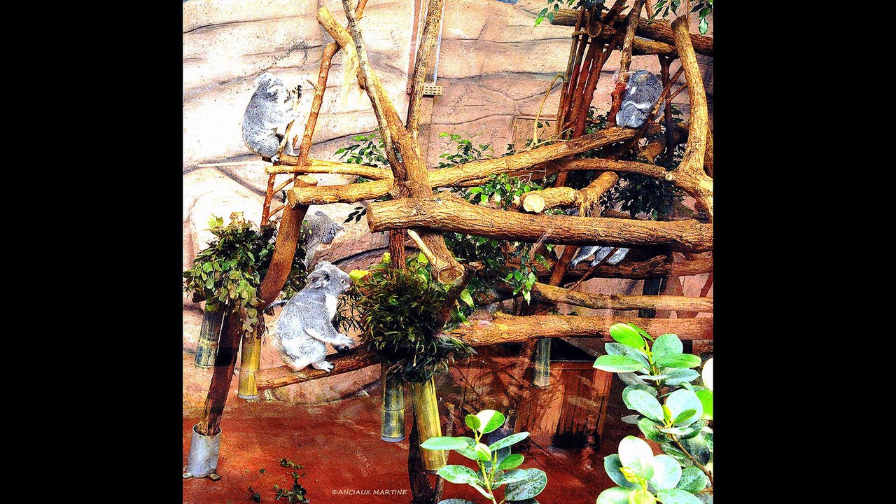 ©HD KOALAS ZoodeBeauval5 06-2015ANCIAUXMartineCREATRICEDELAPHOTOPEINTUREARTPHOTOGRAPHERMondeTvWebAnimalvieNature