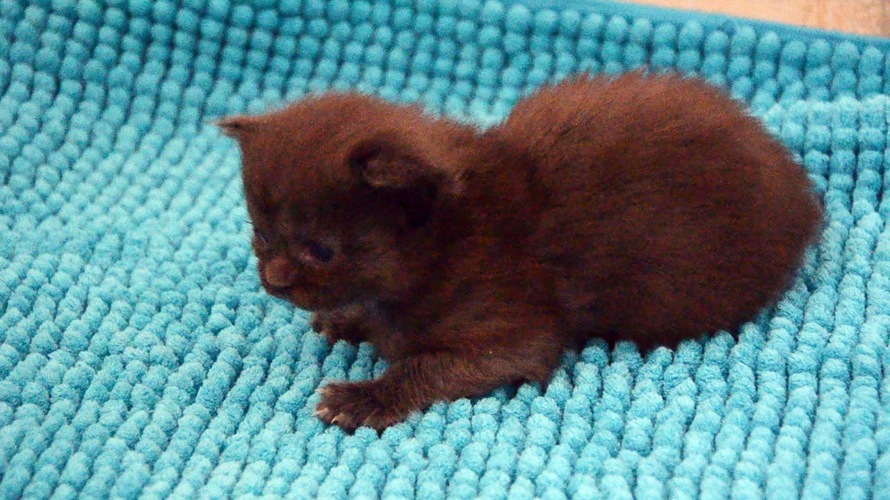 Femelle 1 maine coon des Rives d'Estaing