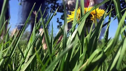 De wandeltocht door de koolzaadvelden van het Oldambt - RTV Noord