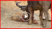 Buffalo Attacks and Kills Lion - Crazy animal attack, animal fight