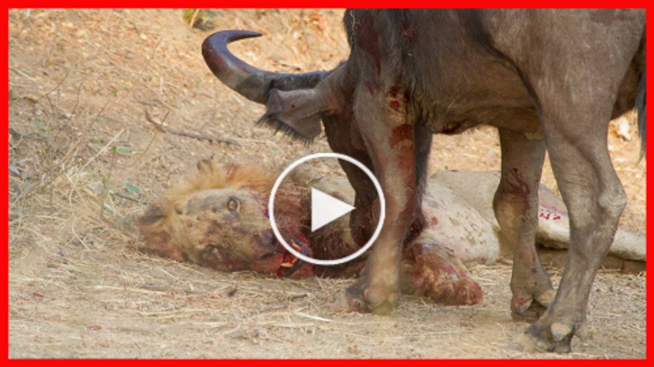 Buffalo Attacks and Kills Lion - Crazy animal attack, animal fight