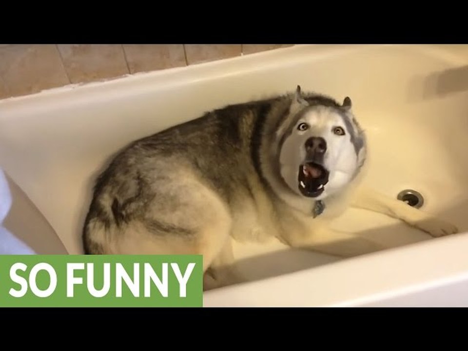 Siberian Husky Puppies German Shepherd Throws Hilarious Temper Tantrum 2016