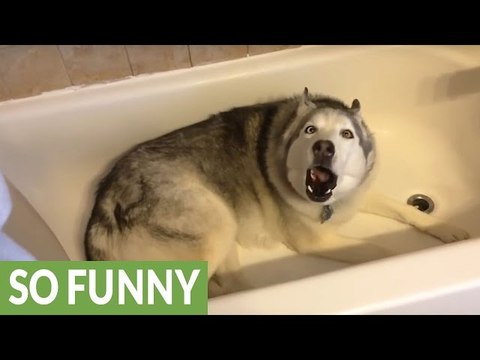 Siberian Husky Puppies German Shepherd Throws Hilarious Temper Tantrum 2016