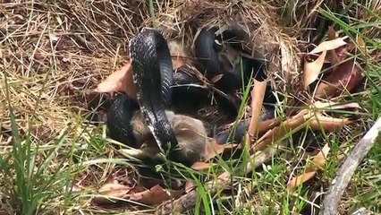 Cucciolo di Coniglio predato da un Serpente. Si Salverà?