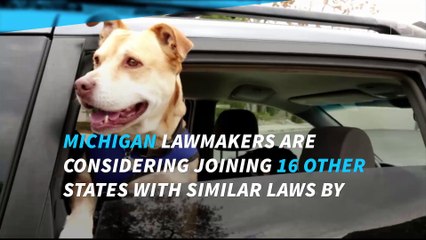 Leaving your dog in your car could soon be a felony in Michigan