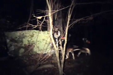 Coon Hunting. 4 dogs 3 walkers 1 bluetick competition night we lost agin LOL