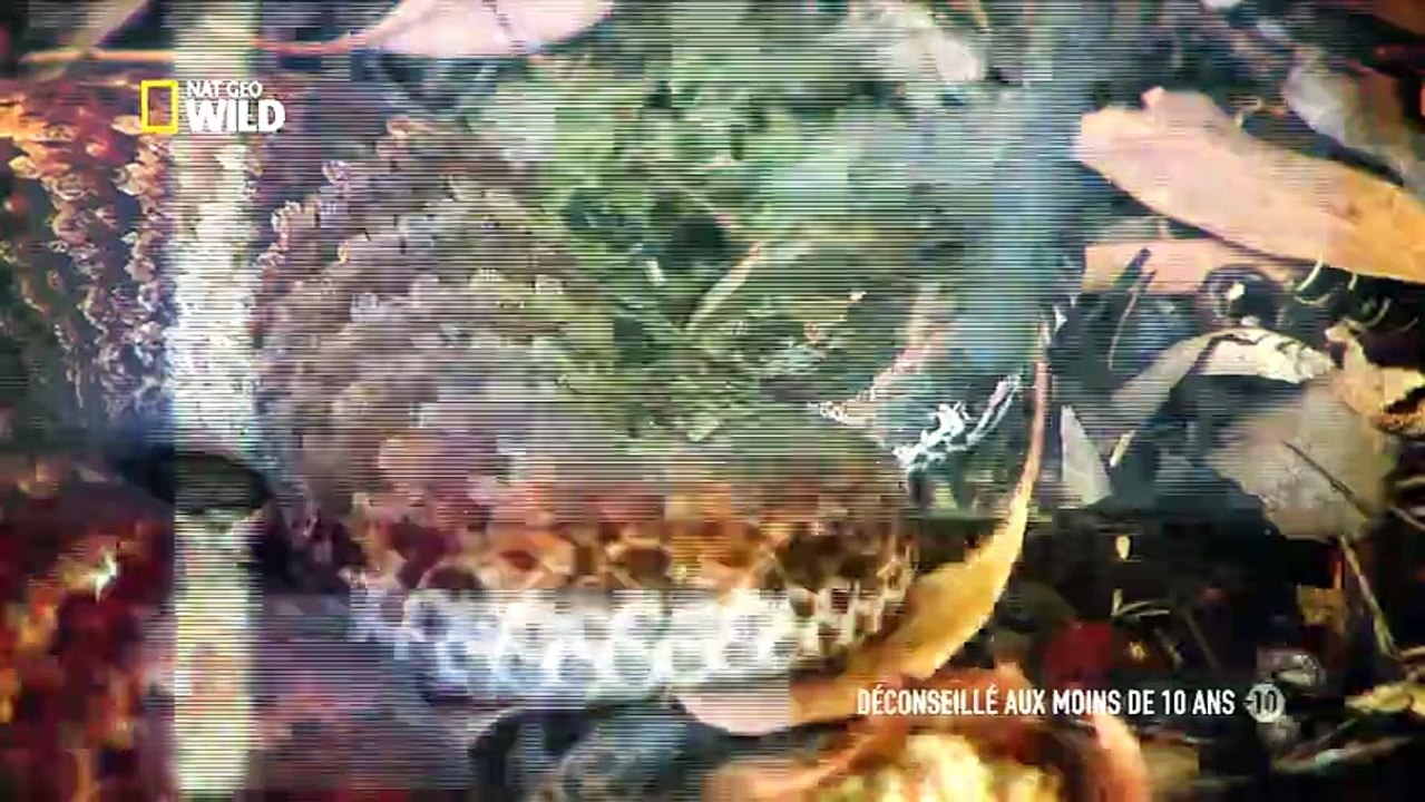 72 animaux dangereux en Australie Petits mais costauds