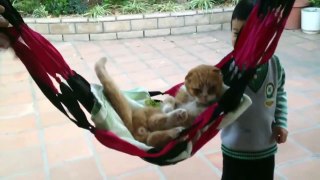 Funny Cats Acting Like Humans Videos