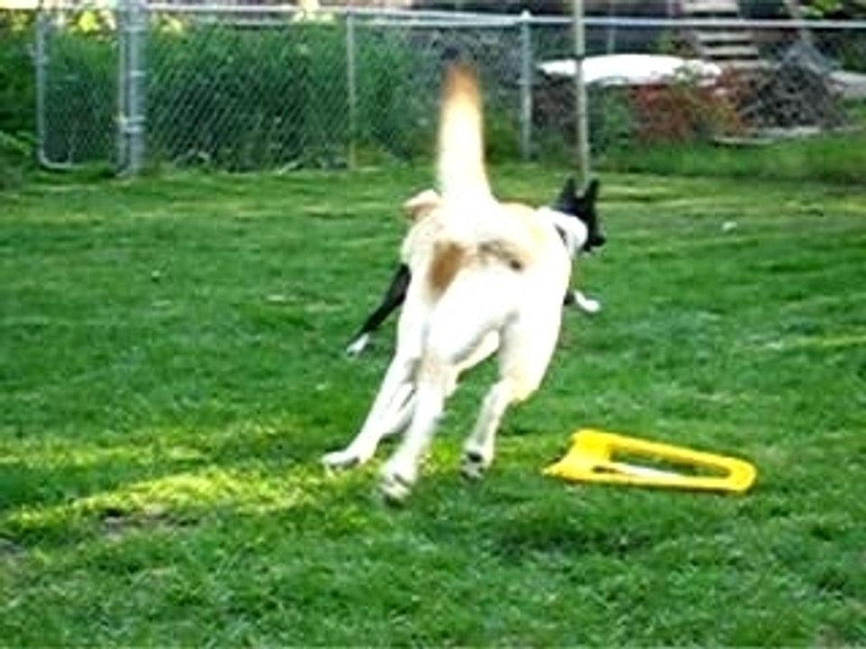 Drunk Dogs