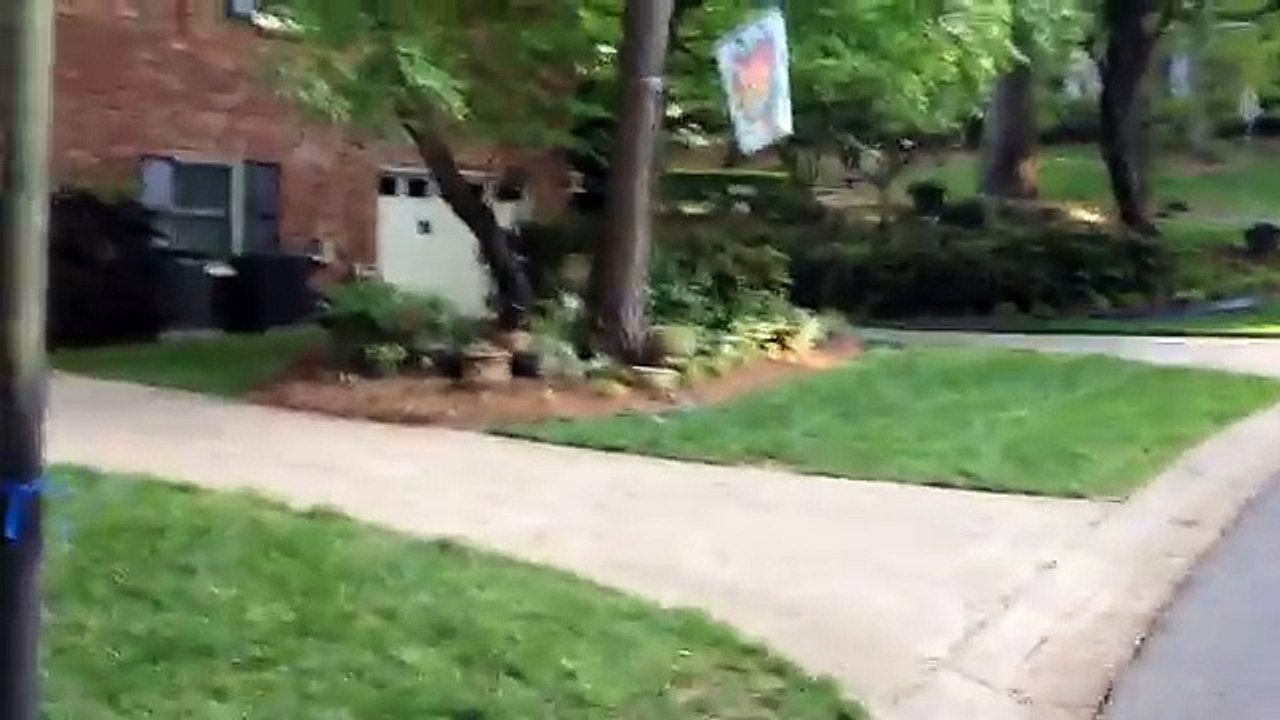 Squirrel with no hind legs does handstand to get around