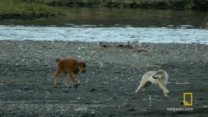 Baby Bison Takes on Wolf and Wins:  America's National Parks