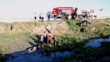 Çamura Batan Hamile İneği İtfaiye Kurtardı