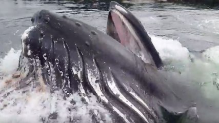 Une baleine à bosse surgit près d'un ponton dans un port