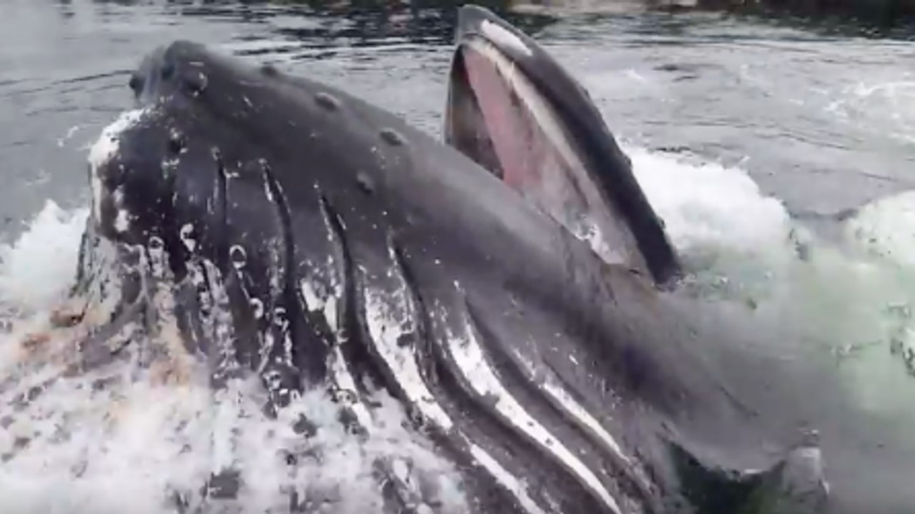 Une baleine à bosse surgit près d'un ponton dans un port