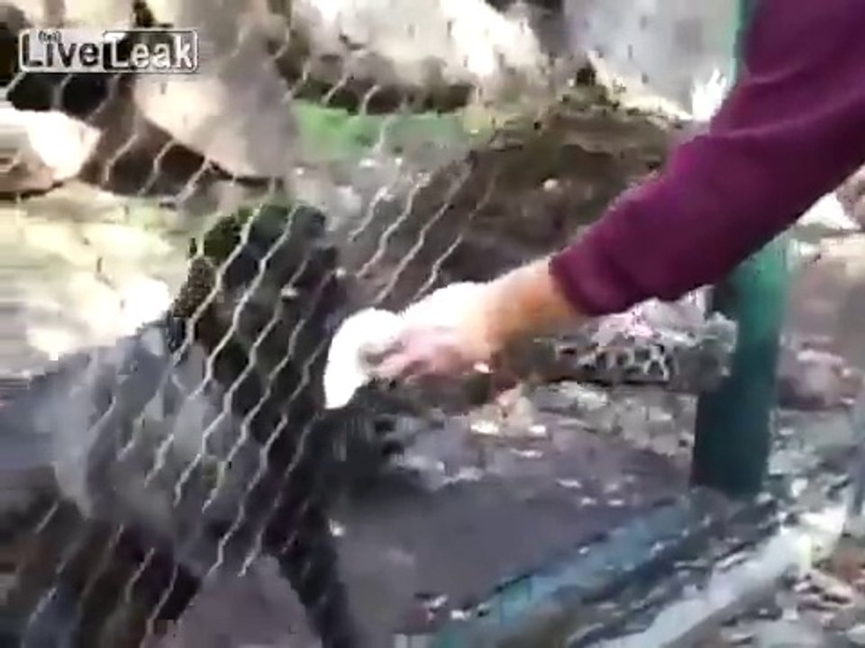 Une panthère attrappe la main d'un gardien de zoo à travers la grille