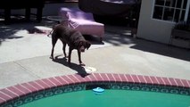 Dog retrieves ball from pool