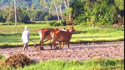 Bắc Kim Thang Cà Lang Bí Rợ - nhạc thiếu nhi remix sôi động 2016