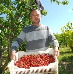 İzmir'de "Kırmızı Altın" Olarak Bilinen Kirazın Hasadı Başladı