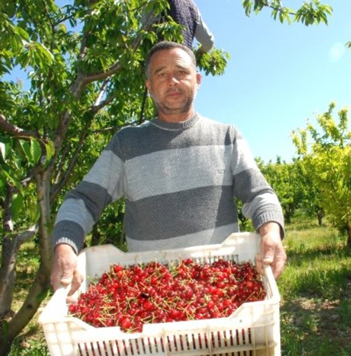 İzmir'de "Kırmızı Altın" Olarak Bilinen Kirazın Hasadı Başladı