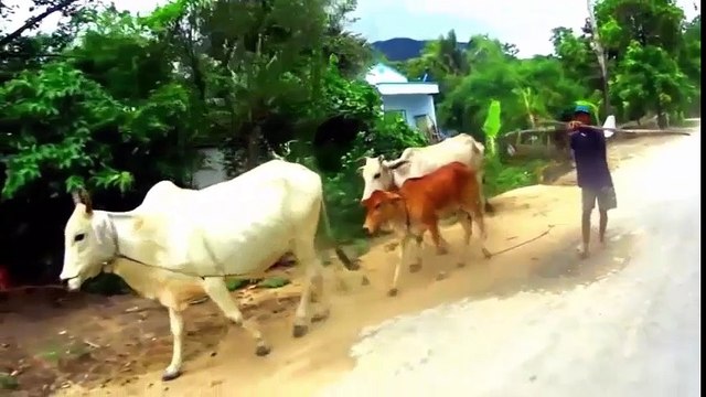 Cả tuần đều ngoan - Chú Bò Vui tính cho bé iu vui nhảy