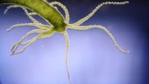 Absurd Creatures | Hail Hydra, the Incredible Critter That May Be Immortal