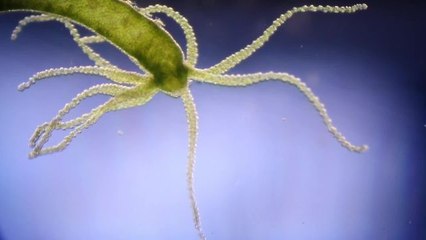 Absurd Creatures | Hail Hydra, the Incredible Critter That May Be Immortal