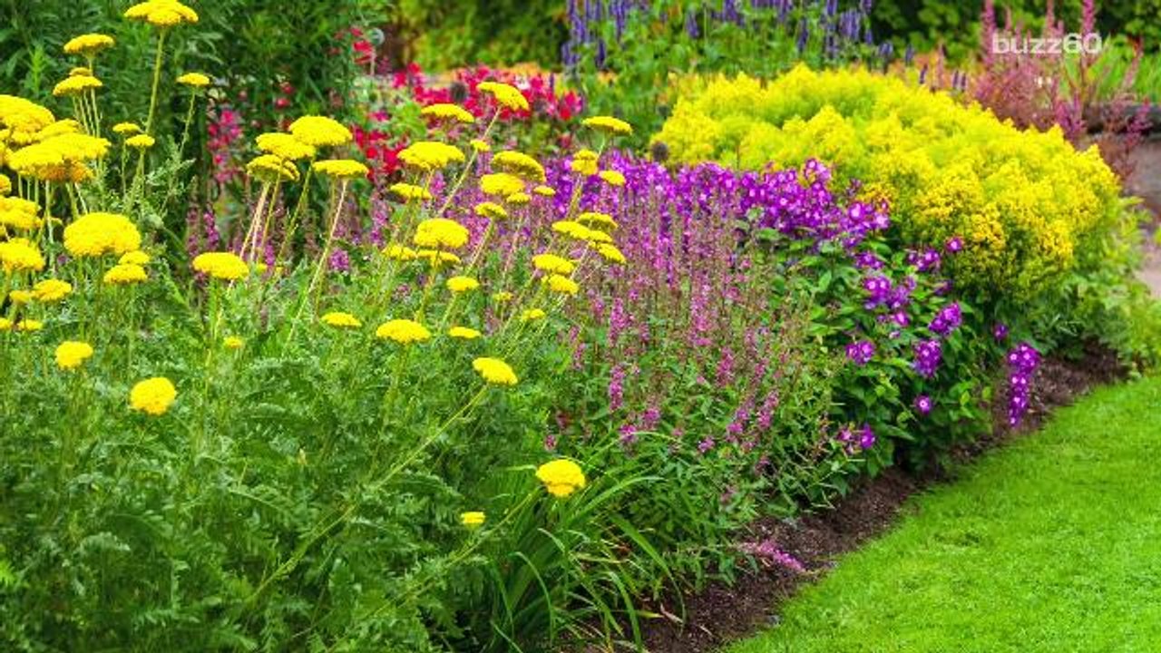 Best Flowers to Plant for Summer
