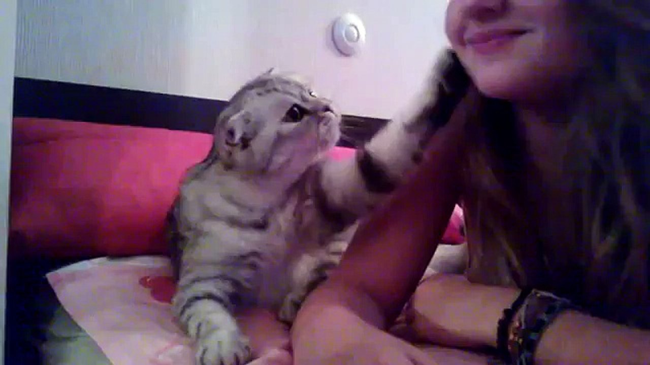 Cat asking for kiss