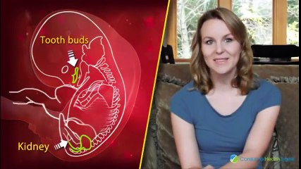 Sự phát triển thai nhi theo tuần Tuần thứ 7