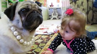 Cats Dogs and Babies Thug Life Compilation 2015