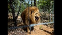Peru News: Rescued lions airlifted from Peru to South Africa wildlife sanctuary