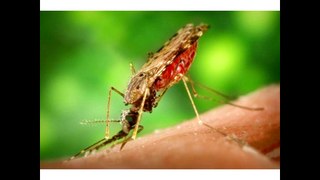 Peru News: Zika officially confirmed in Peru