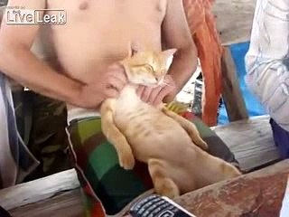 Cat enjoying massage