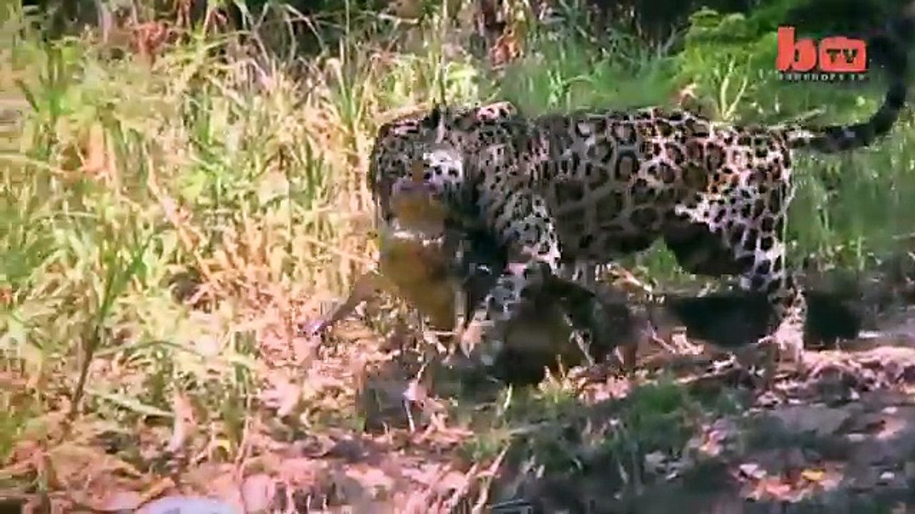 Caught On Camera Jaguar Ambushes Caiman Crocodile