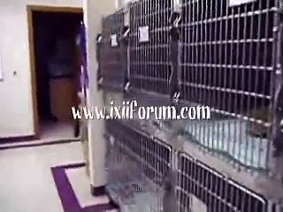 Cok fena korkmus kedi!