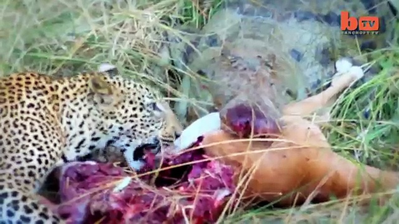 Crocodile Vs. Leopard Fight For Impala