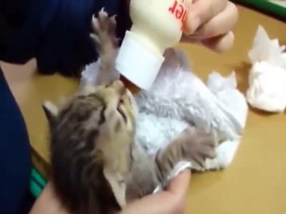 Les 15 animaux les plus marrants du net