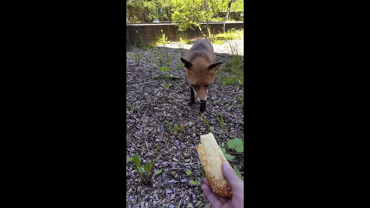 Renard affamé au CHU de Liège
