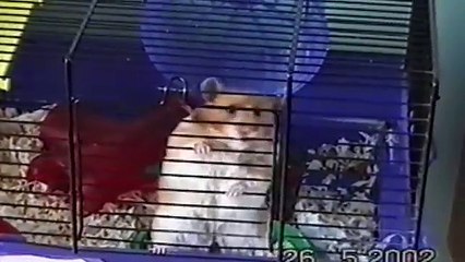 Genius Animal Criminals That Will Make You Say, “Aww!”